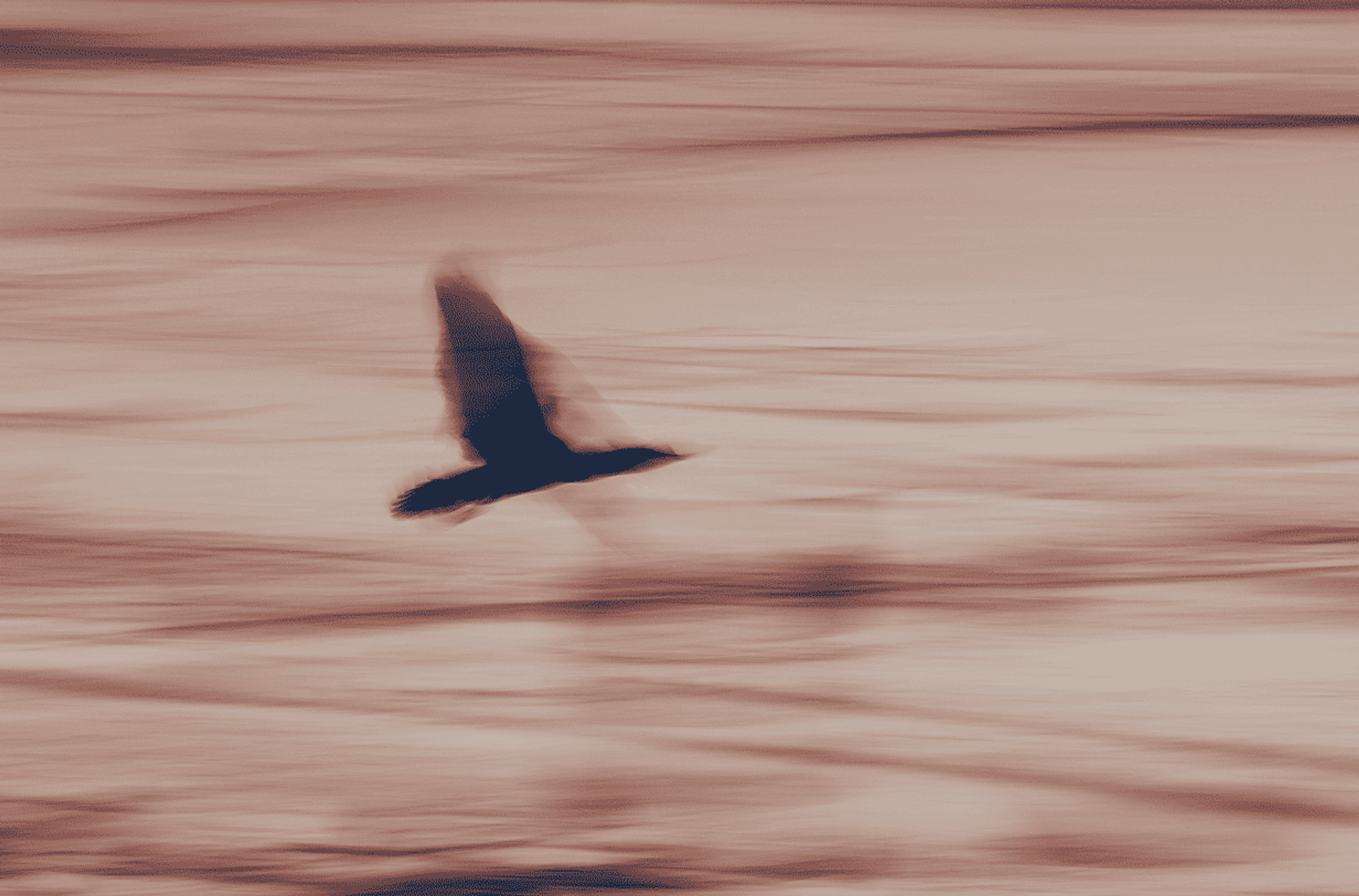 Bird flying over brown landscape