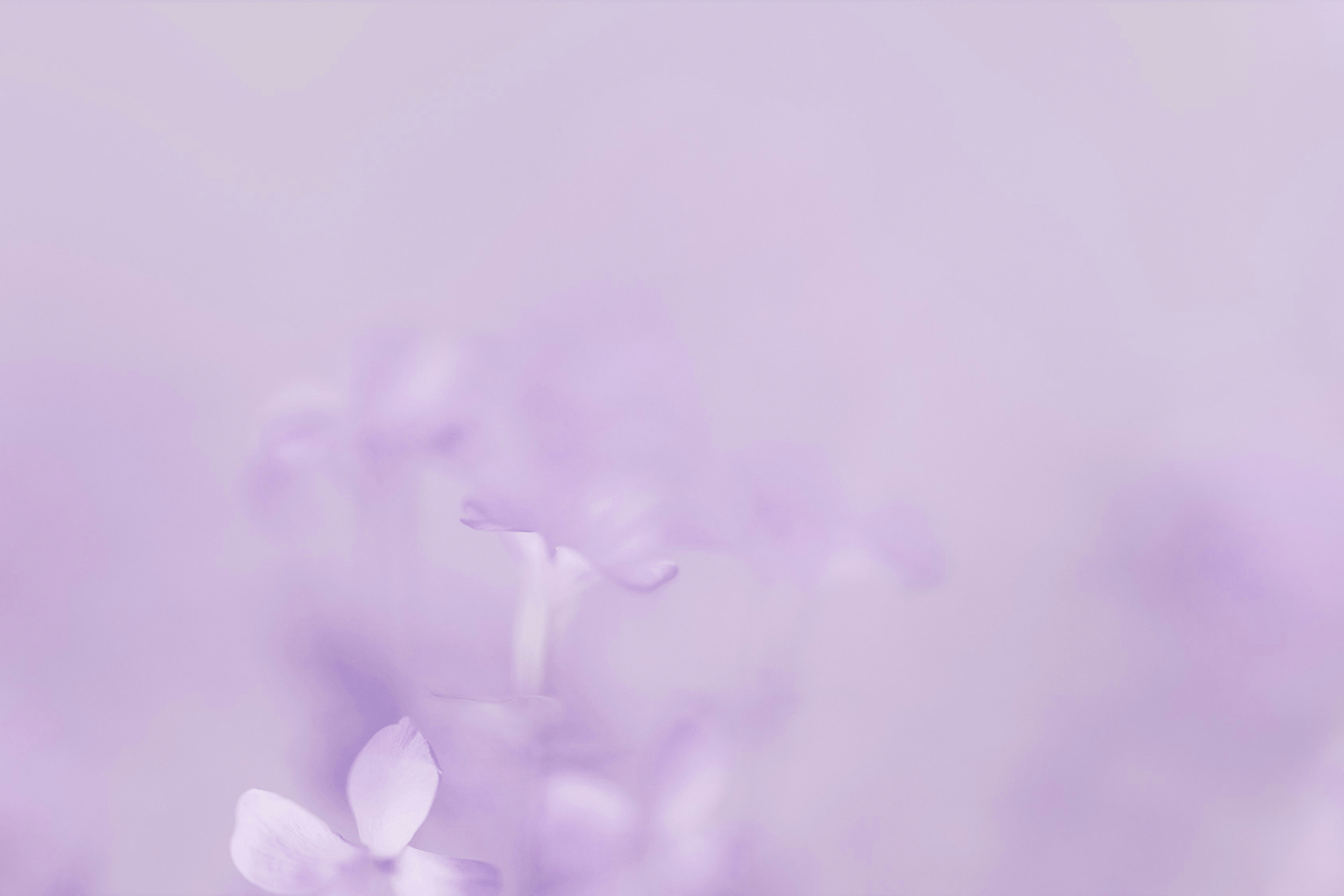 Lavander color flowers